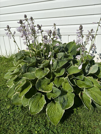 Picture of a hosta plant in bloom
