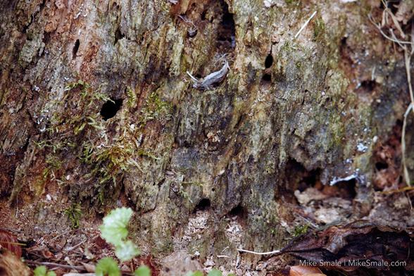 A tree stump exhibits signs of decay, with moss growing in the crevices and small holes scattered across its surface. Leaves and twigs surround the base. Evidence of carpenter ants or termites abound from the holes chewed into the remains of the stump.