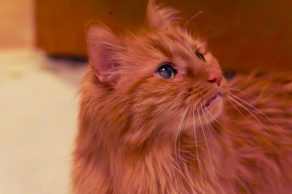 An orange tabby cat with very shaggy hair face is seen close up looking up and to the right