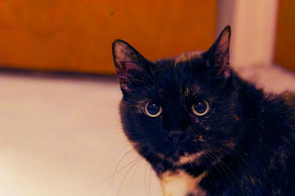 Mostly black calico cat looks right at me with its head and shoulders in frame and ears up.