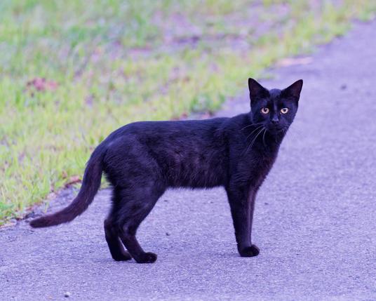 Black cat is standing sideways relative to me and looking right at me with it's head turned and it's tail making the figure of a logistic curve with it's front legs straight vertical but rear legs poised for quick motion on the side of a asphalt road with grass on the margin.