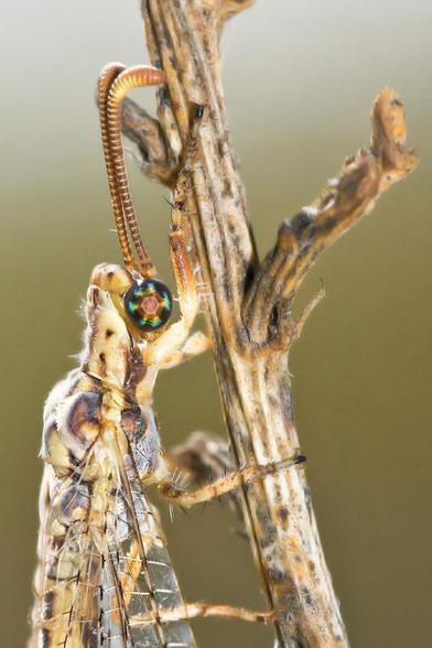 Fotografía del neuroptero Macronemurus appendiculatus