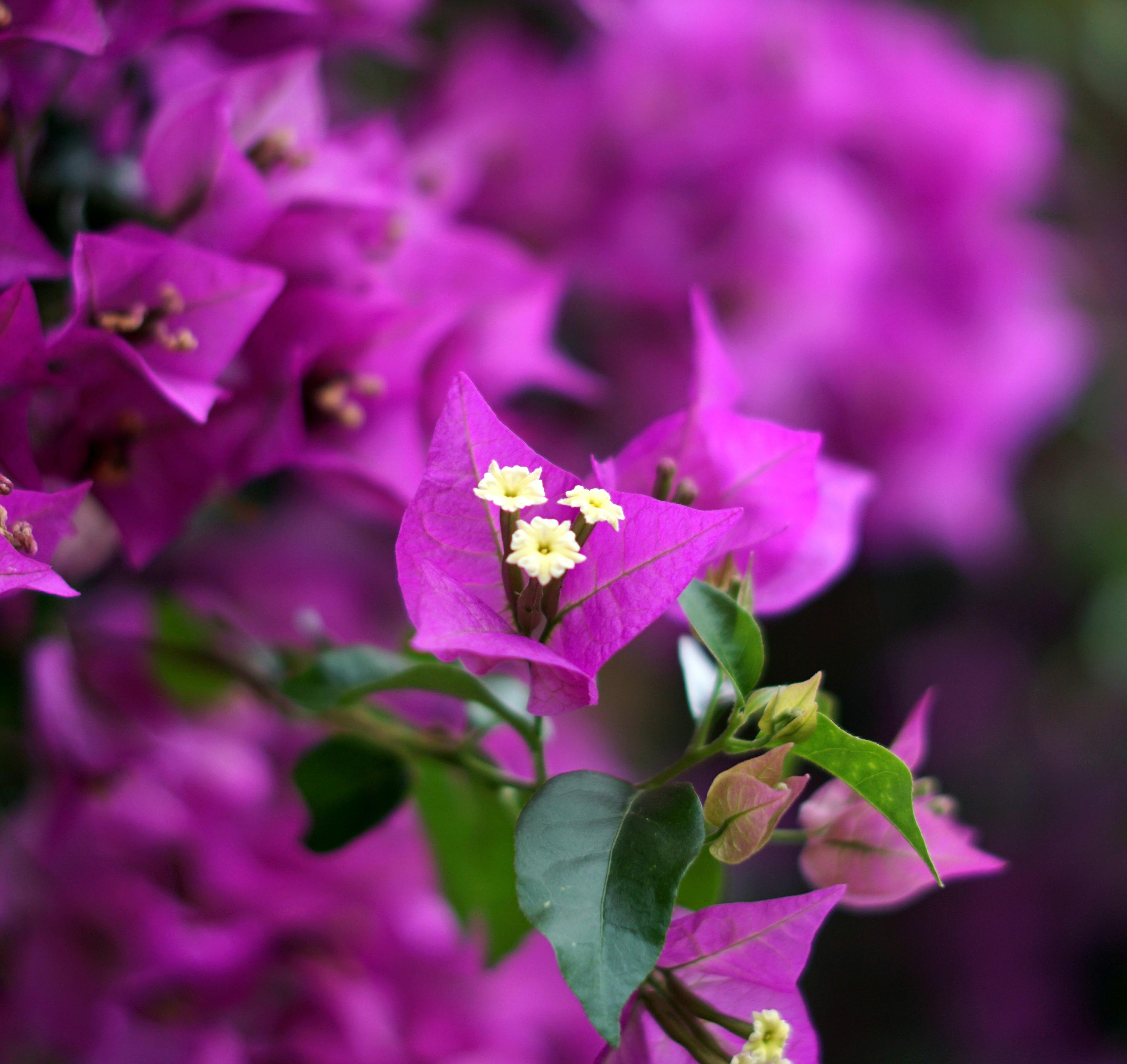Makroaufnahme einer pinken Hochblättern und weißen Blüten Makroaufnahme einer pinken Hochblättern und weißen Blüten