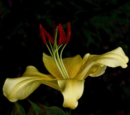 View #2 of a solid yellow lily, with bright rust-colored stamens, in our garden - July 2025.