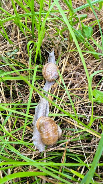 Das Foto zeigt zwei Weinbergschnecken aus der Draufsicht, wie sie  hintereinander über die Wiese kriechen.