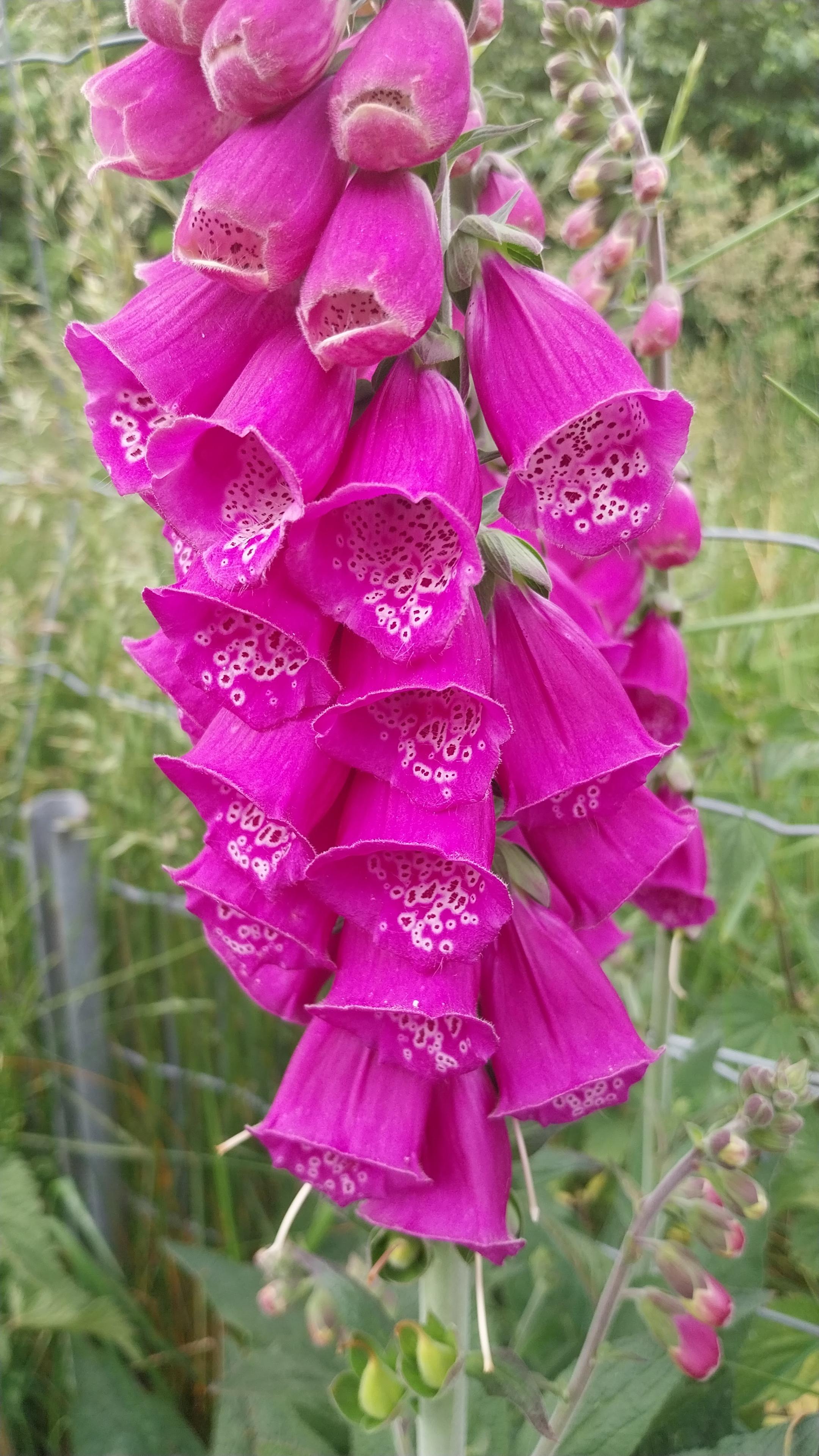 Vor einem grünen Hintergrund aus Gras steht aufrecht eine Fingerhutpflanze. Man sieht Blüte neben Blüte, die pinkfarbenen Blütenköpfchen gesenkt, in ihnen ist ein weiß gesprenkeltes Muster erkennbar. Vor einem grünen Hintergrund aus Gras steht aufrecht eine Fingerhutpflanze. Man sieht Blüte neben Blüte, die pinkfarbenen Blütenköpfchen gesenkt, in ihnen ist ein weiß gesprenkeltes Muster erkennbar.