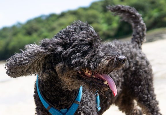 Schwarzer Pudel mit Spielgesicht schaut mit vom Wind nach hinten wehenden Schlappohren blinzelnd in die Sonne. Wr steht auf Sand. Im Hintergrund grüne Bäume. 