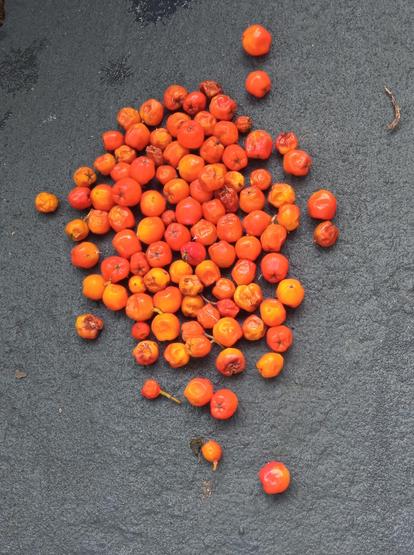 About 40 orange Rowanberries on a grey background.