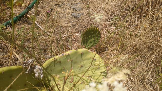 A tiny prickly pear pad grows dark green out of a larger pale yellowish green pad below, mics weeds/brush can be seen around it