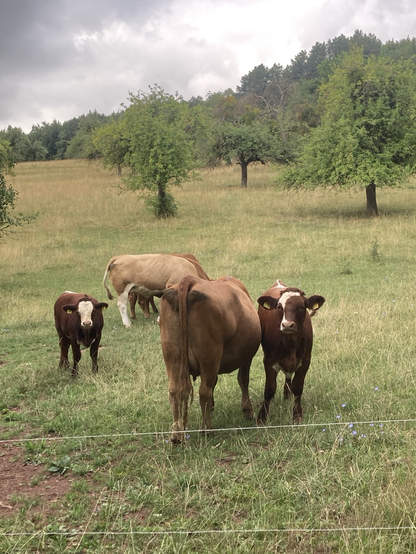 Auf einer hügeligen Weide stehen Kühe.