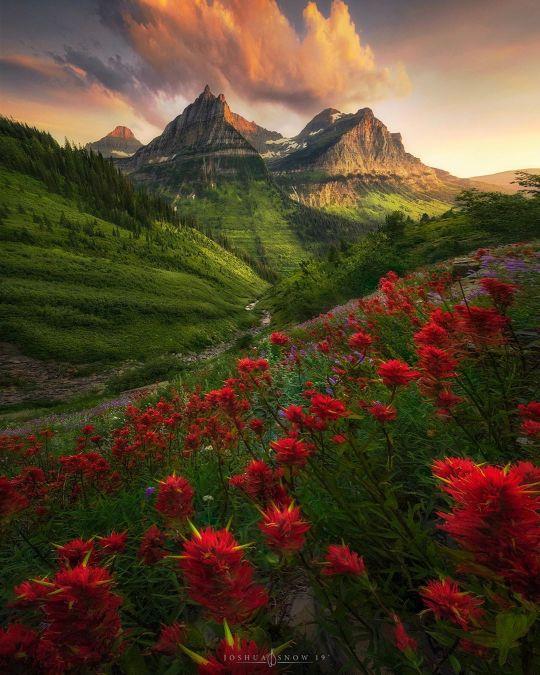 A long view of a landscape with mountains in the background and red flowers with white spikes in the foreground on the green slope. A long view of a landscape with mountains in the background and red flowers with white spikes in the foreground on the green slope.