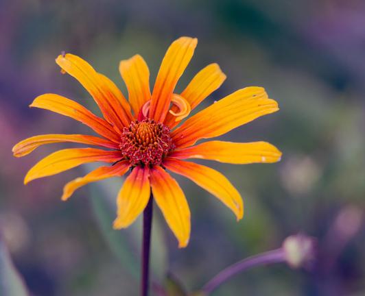 Flower with 13 or so narrow petals that are red on the inside to orange on the outside with a curved out of focus stem in the background and an even more abstract and defocused green and purple area behind