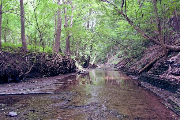 A shallow creek with shaly flat rocks surfaces with a dirt bank to the left with lots of trees growing on it and a rocky slope on the right with moss and more trees