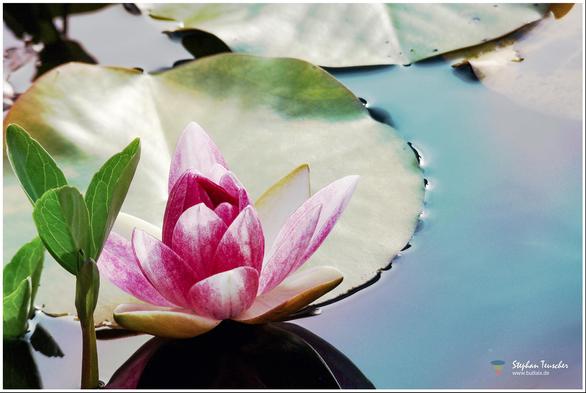 Eine rosa-weiße Seerose blüht auf ruhigem Wasser, umgeben von grünen Blättern und großen Seerosenblättern. Die Szene wirkt friedlich und natürlich.