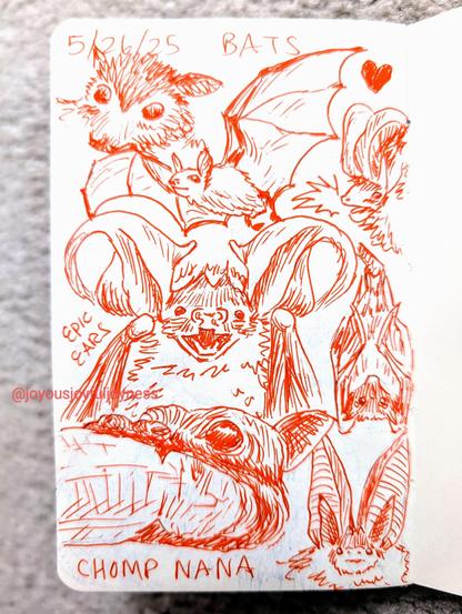 Sketchbook page of orange pen drawings of bats. There are 7 drawings. At the top is the text 5/26/25 Bats. The top left is a closeup of a fruit bat. To its right is a drawing of a flying bat. To its right is a heart and a bat's head in profile with an open mouth. Below these drawings is a smiling bat with huge ears. To the right is a hanging bat with wings folded. At the bottom left is a closeup of a bat chompink on a banana with the text CHOMP NANA written below. At the bottom right is a small drawing of a bat's head with large ears.