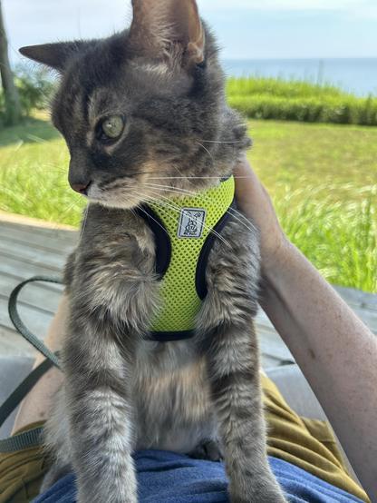 Danforth the cat is wearing a green harness. She is seated in her owner's lap, outside, while visiting a cottage.