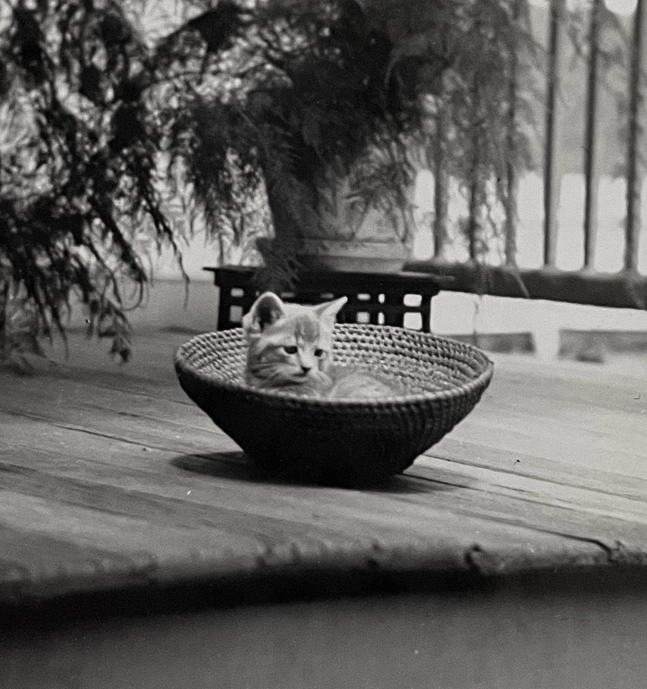 Black and white photo of a tiny tabby kitten with a slight sad expression if you indulge in anthropomorphism, curled up in a round basket bowl, outdoors on a wooden house deck.