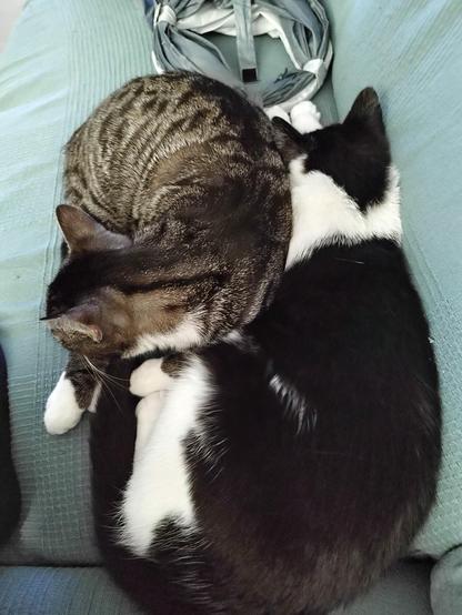 Mica and Jasper on the sofa