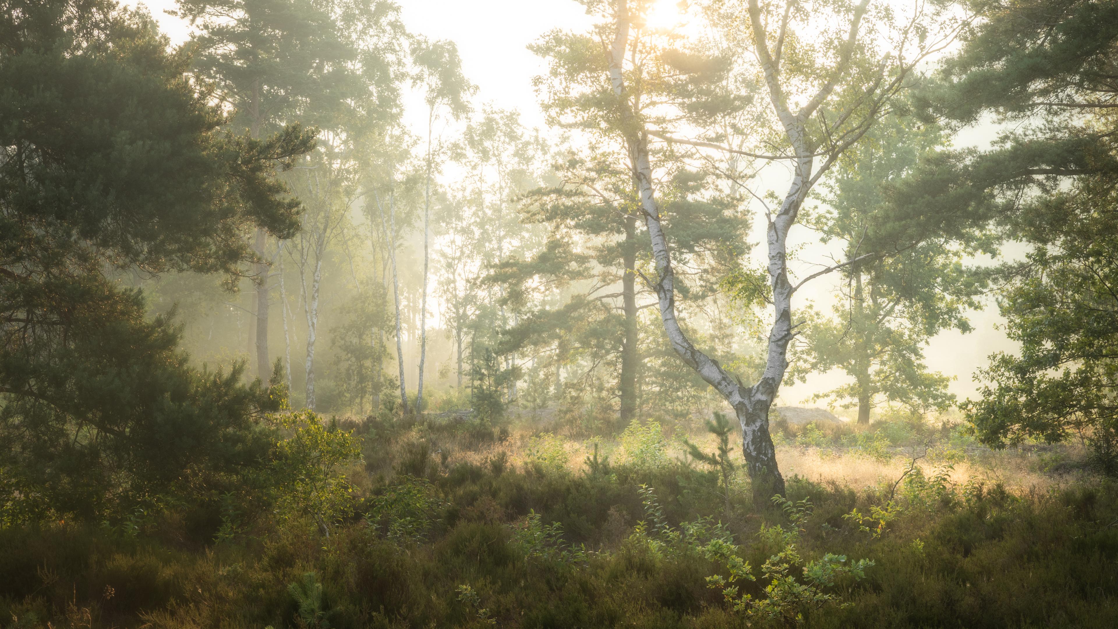 A birch tree backlit by the rising sun. A birch tree backlit by the rising sun.
