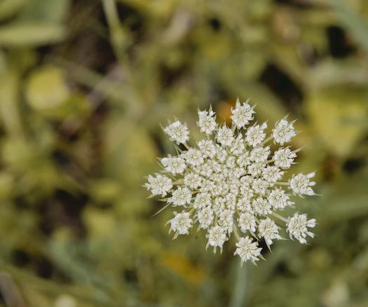 Queen Anne's Lace looks like a galaxy of clusters of white florets that tile together irregularly with a jumble of green lines that must be stems or something in the background