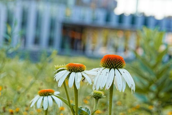 Three white coneflowers are rather tatterred near the middle of the frame and are surrounded by some green plants on the left and right and in the background can be seen a building that has alternating light and dark columns and a cut out section around the entrance