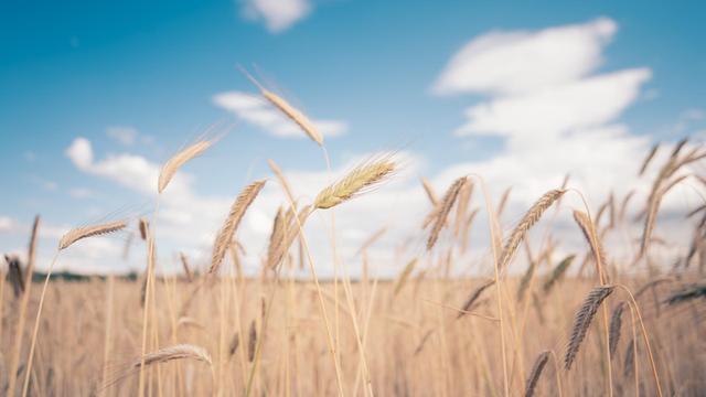 a wheat field in the sun with a blue sky