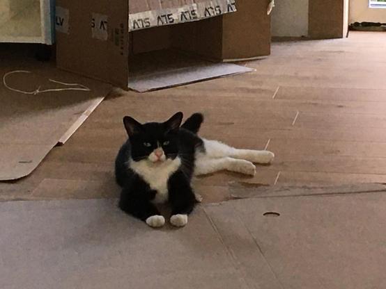 Black-and-white cat lying on the floor