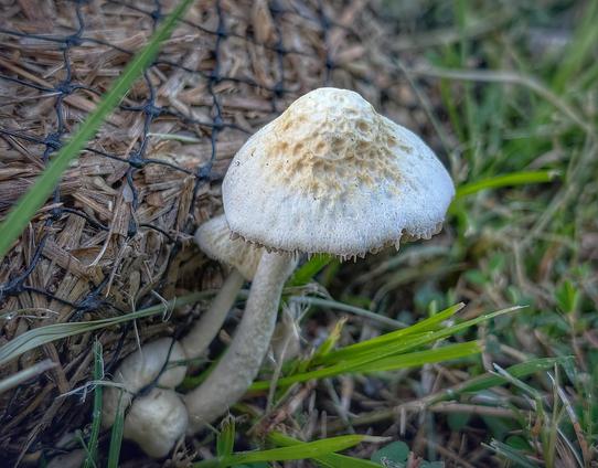 A small whitish mushroom with little dents all over its cap is in the grass. Close, in profile.