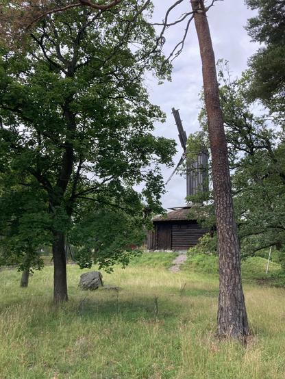 Metsäistä puistoa, taustalla puinen tuulimylly.
