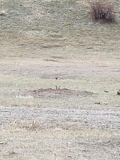 A close up of the Black-tailed prairie dog Ranger Sarah spotted.
— at Greycliff Prairie Dog Town State Park.
