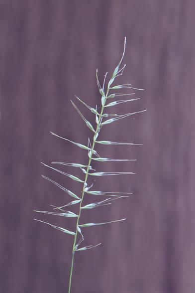 A head of grass with roughly 20 strands each of which seems to break up into two substrands in the middle of the frame with a blurred out brown bark tree in the background