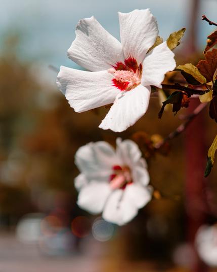 Two flowers with five big white petals and a red core and a structure in the middle a lot like a hibiscus,  the one at the top is in prefect focus,  the one below it is somewhat defocused, way in the background you can barely make out cars on the road