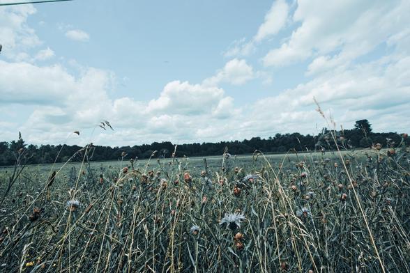 Tall grass in the foreground and a large field of shorter cropped grass in the foreground with dramatic cumulus clouds in above and a hedgerow in the middle