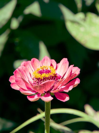 Flower with numerous small pink petals turning white towards the center seen from the side with a cone in the middle that has little purple structures in the center and a ring of little yellow florets in a ring around -- variously defocused green stems and leaves can be seen in the background