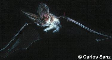 Murciélago orejudo meridional (Plecotus austriacus) volando en la oscuridad de la noche, con sus grandes orejas bien desplegadas. Foto: Carlos Sanz