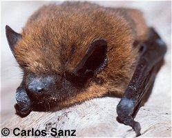 Primer plano de un murciélago común (Pipistrellus pipistrellus), tan peludito él. Foto: Carlos Sanz