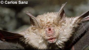 Primer plano de la cara de un murciélago grande de herradura o rinolofo grande (Rhinolophus ferrumequinum), con su característica nariz. Foto: Carlos Sanz