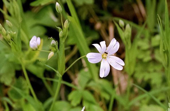 Fleur blanche