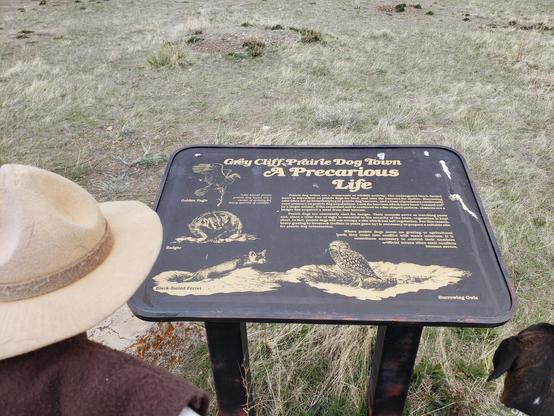 Ranger Sarah learns how Prairie Dogs Towns attract a variety of other wildlife. Prairie dogs have an important ecological significance. They create habitats that provide prey, shelter, and forage for many animals, including black-footed ferrets, burrowing owls, and mountain plovers.
— at Greycliff Prairie Dog Town State Park
