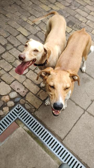 zwei blonde/hellbraune Hunde stehen nebeneinander in einem gepflasterten Hof. Sie berühren sich fast. Ylvi schaut in die Kamera, Rumo hat die Augen leicht geschlossen.