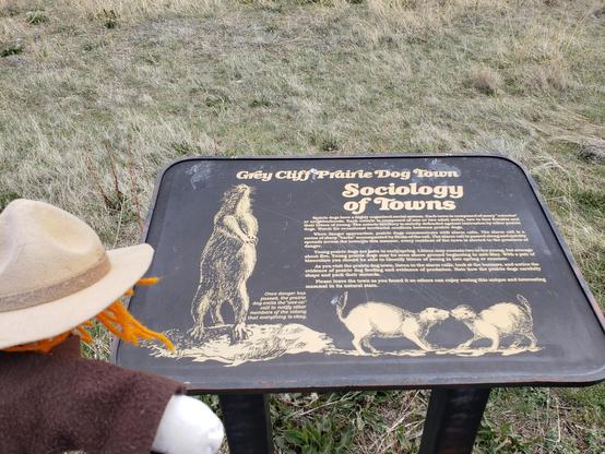 Ranger Sarah learns more about the Prairie Dog Town. Within the Greycliff colony, the prairie dogs have a “coterie” which is like a prairie dog family.
Each coterie consists of an adult male, three adult females, and their offspring under two years old.
— at Greycliff Prairie Dog Town State Park.