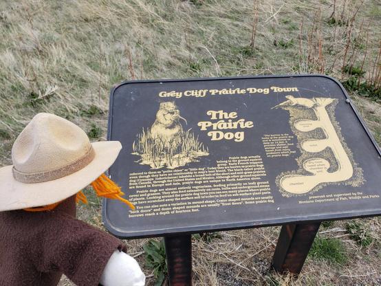 Ranger Sarah learns more. The black-tailed prairie dog (Cynomys ludovicianus) is a rodent of the family Sciuridae (the squirrels) found in the Great Plains of North America from about the United States–Canada border to the United States–Mexico border.
— at Greycliff Prairie Dog Town State Park.