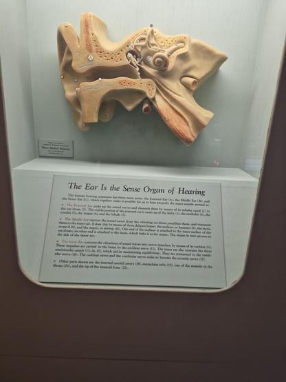 The #Ear Is the #Sense #Organ of #Hearing

The hunsan hesring apparatus has three main parts: the External Ear (A), the Middle Ear (Bi, and the Inner Ear (C), which together make it ponible for for us to hear properly the many sounds around us.
