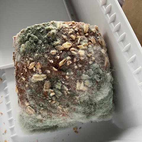 Blick auf das Brot von oben: eine schöne dunkelbraune Kruste, mit Haferflocken bestückt. Aber das Endstück ist komplett mit grünem Schimmel überzogen, von hellgrün-fast weiß bis dunkelgrün-fast schwarz ist jede Nuance vertreten. Oben an der Schnittkante ist linkerhand der dunkelgrüne Schimmel, der jede Erhebung der Haferflocken nachbildet. Flächenweise sind kleine weiße Pünktchen zu sehen, die Blütenknospen einzelner Pilzfäden. Es ähnelt einer Tundra-Landschaft mit beigen Felsen, die aus der Erde herausgucken.