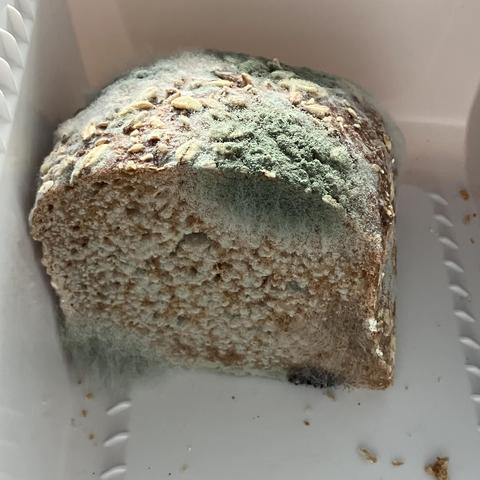 Der Rest eines Dinkelbrotes mit Haferflocken auf der dunkelbraunen Kruste, in einem weißen Behälter (Toastmax von Tupperware). Das Brot ist überzogen mit grünem Schimmel, es hat sich qasi "warm angezogen". Unten rechts sieht man schwarze Pilzknospen, oben rechts ist eine große Fläche innen dunkelgrün außen heller werdendes Grün, oben und hinten am Knäuschen sieht man lange, weiße Pilzfäden wie ein Haarkranz, unten links ist eine Ecke komplett eingesponnen in ein sich ausbreitendes Mycel. Jede Erhebung der geschnitteten Brotfläche ist mit hellgrünem Schimmel überzogen, es sieht fast aus wie eine Lage aus Kumulus-Wolken, diese kleinen runden Wattebällchen am Himmel, oder körniger Hüttenkäse.