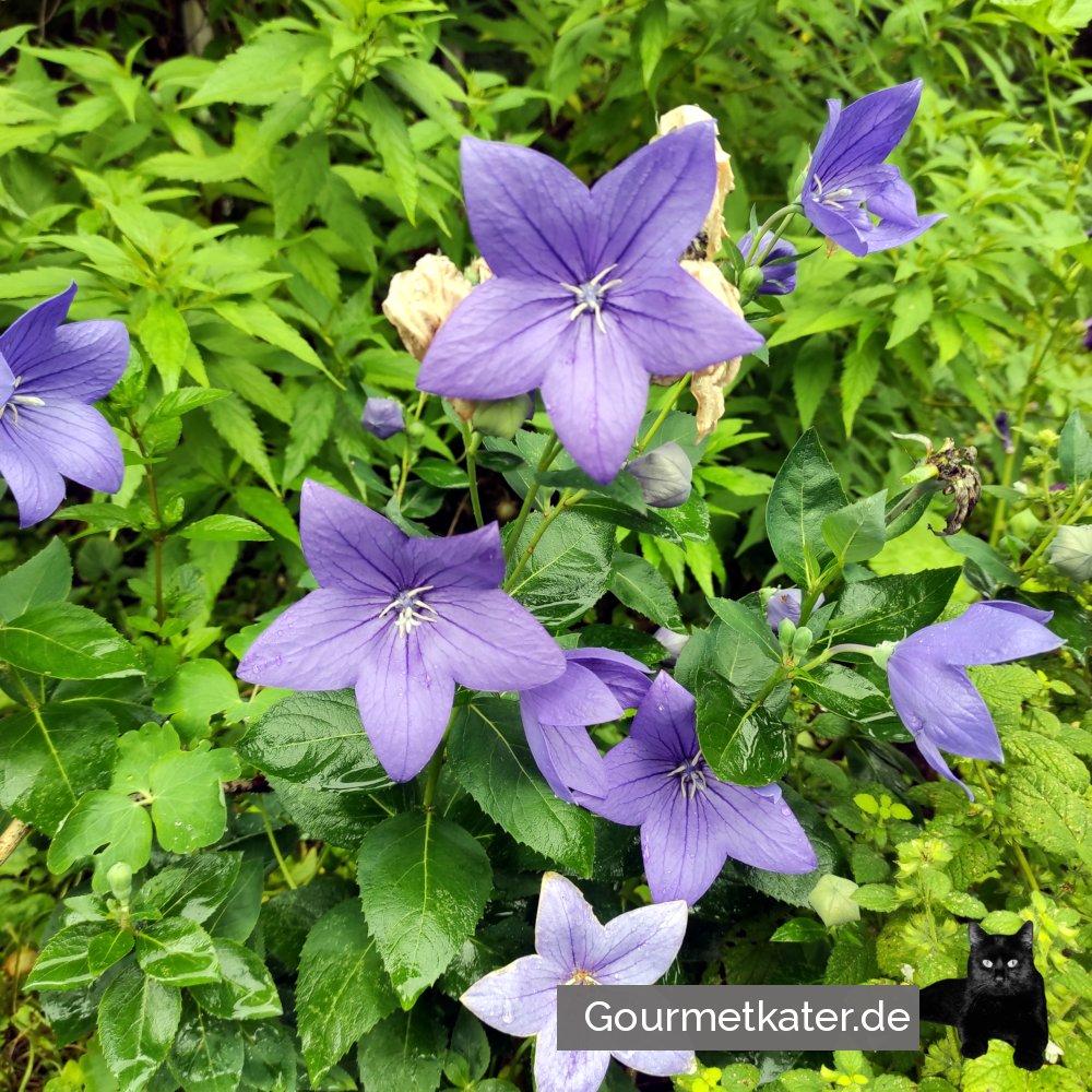 Im Garten