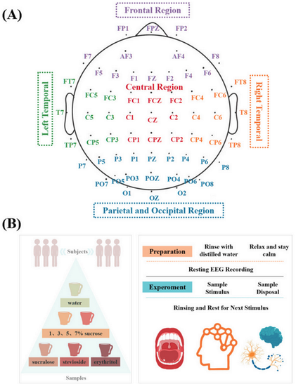A picture with section (A) showing electrode position on someone's heads and (B) describing an  feeding experiments stacked vertically