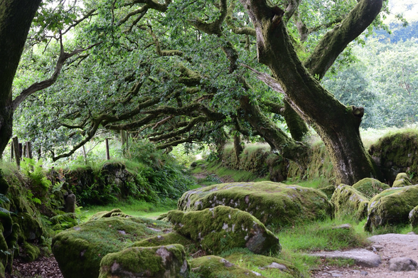 A row of oaks along a footpath.