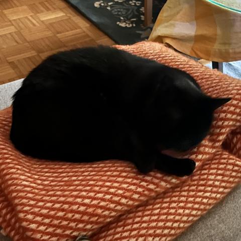 Zusammengerollte schwarze Katze auf einer rostroten Decke