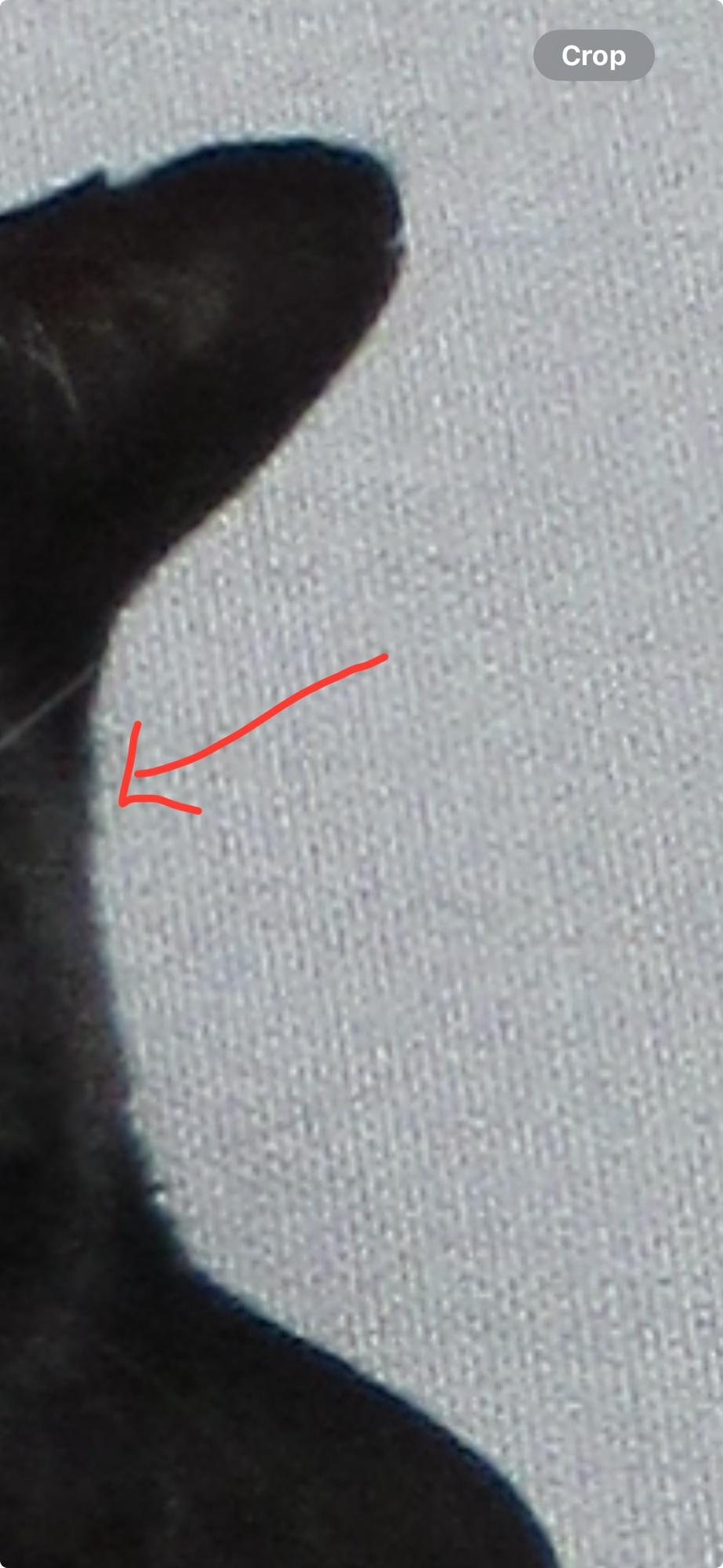A red arrow pointing to the colour difference between the top of a black cat’s head and a grey sofa. There are some blue and greens visible A red arrow pointing to the colour difference between the top of a black cat’s head and a grey sofa. There are some blue and greens visible
